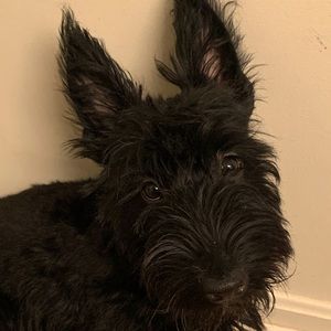 Meet your Posher, David